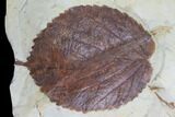Pair Of Detailed Fossil Leaves (Davidia) - Montana #99442-3